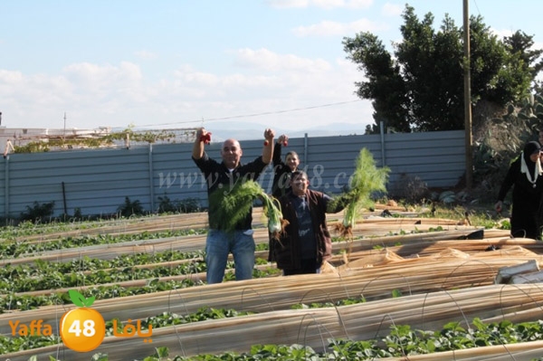 re7la tolkarem (73).JPG